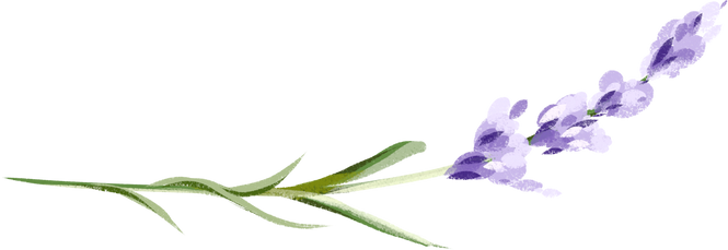 A watercolor branch of purple lavender. Lilac lavender.